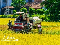 海口文毓古村太极田开割