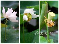 十堰这里的荷花美爆了，快来打卡吧