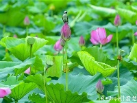 荷花丛中的生态风景画：荷花仙子遇上白头翁