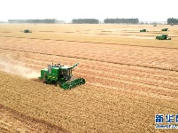 金色田野里“瞰”麦收