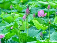 荷花丛中的生态风景画：荷花仙子遇上白头翁