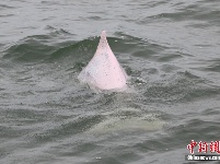 广东雷州湾频见“海上大熊猫”中华白海豚 