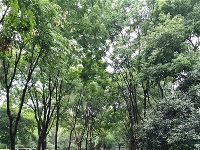 今天，湖北入梅！目前江河水位均在设防以下