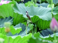 荷花丛中的生态风景画：荷花仙子遇上白头翁