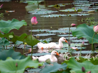 十堰这里的荷花美爆了，快来打卡吧