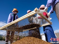 西藏首次开展直升机飞播造林