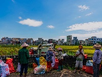 海口文毓古村太极田开割