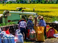 海口文毓古村太极田开割