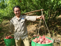 十堰：水果基地丰收采摘忙 助农增收笑颜开