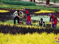 云南宜良发展乡村旅游：种植彩色水稻