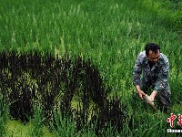 云南宜良发展乡村旅游：种植彩色水稻