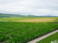 【幸福花开新边疆】中俄界河边上，奥洛契庄园种出世界最大太极图