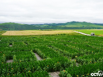 【幸福花开新边疆】中俄界河边上，奥洛契庄园种出世界最大太极图