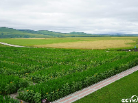 【幸福花开新边疆】中俄界河边上，奥洛契庄园种出世界最大太极图