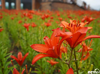【幸福花开新边疆】中俄界河边上，奥洛契庄园种出世界最大太极图
