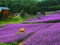 美到窒息！仙境恩施翘首盼你来！