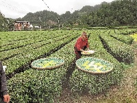 
庆丰收 迎小康 湖北省各地欢庆农民丰收节