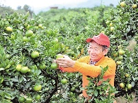 
庆丰收 迎小康 湖北省各地欢庆农民丰收节