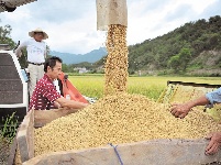 
庆丰收 迎小康 湖北省各地欢庆农民丰收节