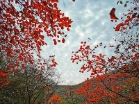 看，深秋时节的十堰美的不像话！