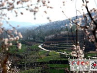 花开似海美不胜收！十堰习家店镇杏花村千亩杏花漫山绽放