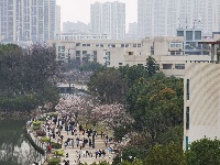 高清回眸：湖北这所高校樱花惊艳了春天