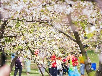 “櫻為武漢 與你湘渝”丨江城芳菲正盛 援鄂醫(yī)護(hù)赴約故地重游