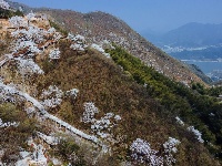 絕美！毛鋪南山的這片古櫻花海，揭開神秘面紗