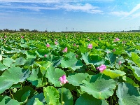 【图集】荆州·荆彩这三年丨文旅篇