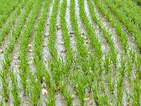 【图集】荆州·荆彩这三年丨农业篇