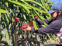 【图集】荆州·荆彩这三年丨农业篇