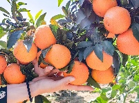 【图集】荆州·荆彩这三年丨农业篇