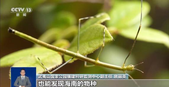 “昆虫巨人”、伪装者、长跑健将……一起来看武夷山的神奇昆虫