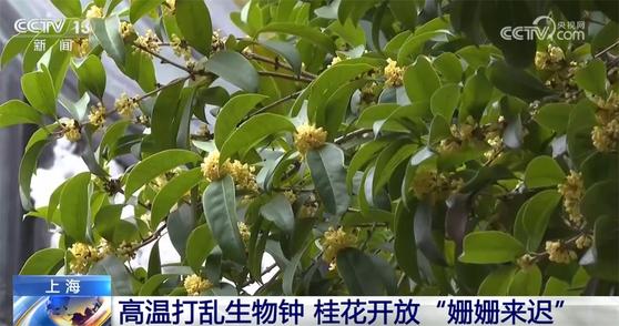 桂花飘香、胡杨金黄、黄栌换上五彩“盛装” 秋日中国铺展斑斓好风光