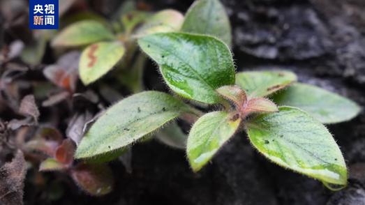 湖南首次发现！极危植物“红头索”长这样→