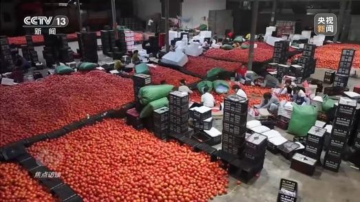 焦点访谈丨荒山长出果实 鲜蔬通达九州  他们用汗水书写“南菜北运”的奋斗之路