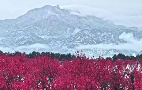 梅花开出第一抹春色