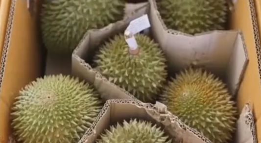 榴莲旺季中老铁路加班运