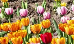 10万株郁金香开成彩虹海