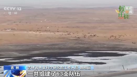 助力鸟类研究与保护 吉林开展迁徙水鸟同步调查