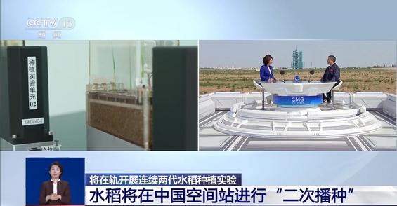 空间站为何“二次播种”水稻？专家详解