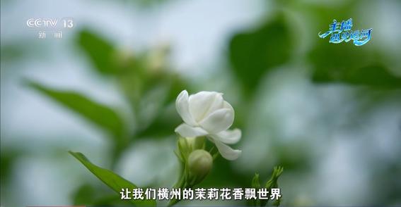 传统产业如何玩出新花样？解锁平陆运河沿线的“香甜密码”