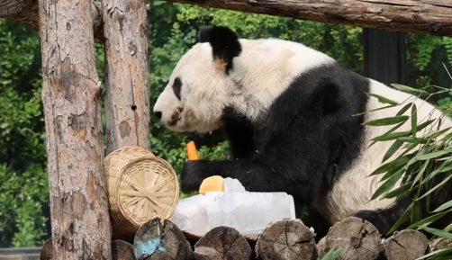 丫丫吃饭也带着笑容