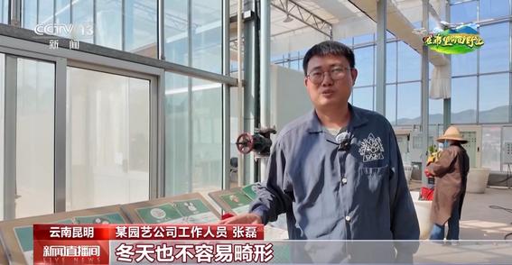 颜值高能抗病好栽培 绿色种植助力自育月季品质提升