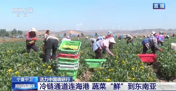 跨越5500公里 看宁夏蔬菜如何一站“鲜”到东南亚