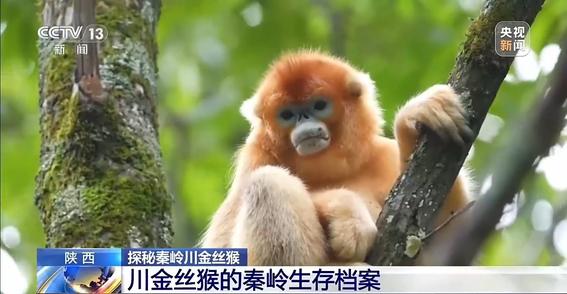 蓝面会变色 叫声分天敌 解锁川金丝猴的生存档案