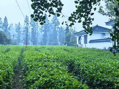 活力中国调研行∣从穷山沟到“亿元村”，这村做对了什么？