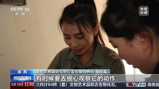 不只吃树叶 秦岭川金丝猴营养餐有讲究
