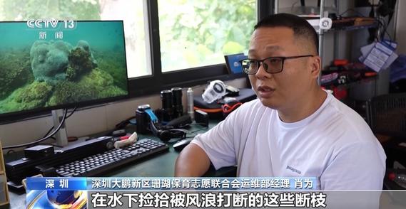 为爱而潜 志愿者们十余年坚持在海底“种珊瑚”