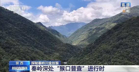 秦岭川金丝猴下山越冬 科研人员深山开展 “猴口普查”
